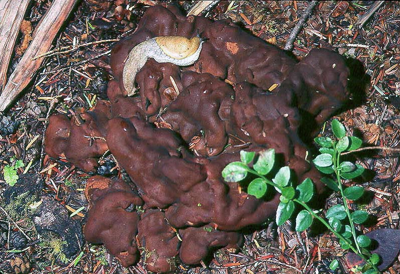 Rhizina undulata